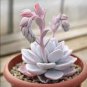Rare Succulent, Echeveria Laui Seeds Pink 100PCs/Pack Seeds