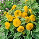 Teddy Bear Dwarf Sunflower Seeds 50Pcs/pack Non GMO Heirloom Garden