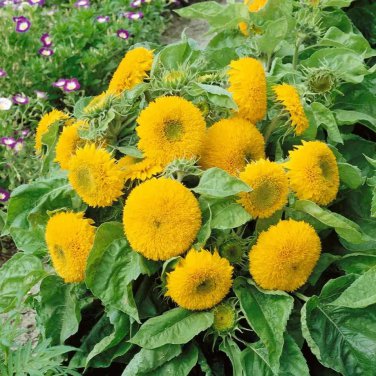 Teddy Bear Dwarf Sunflower Seeds 50Pcs/pack Non GMO Heirloom Garden