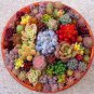 Rare Beautiful Mixed Succulents Seeds, 100pcs/pack