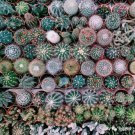 Mixed Multi- Color Cactus Seeds, 100pcs/pack