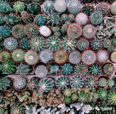 Mixed Multi- Color Cactus Seeds, 100pcs/pack