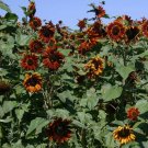 Purple Chocolate Cherry Sunflower Seeds for Planting - 25 Non-GMO Heirloom Seeds