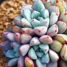 Blue Succulents Witchford Lithops Seeds, Cactus Seeds, 100pcs/pack