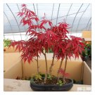 Red Japanese Maple, Acer (Palmatum atropurpureum) 20 Tree Seeds Bonsai
