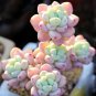 Tiscalatengo Gorge Sedum, 100 Seeds, Succulent Seeds