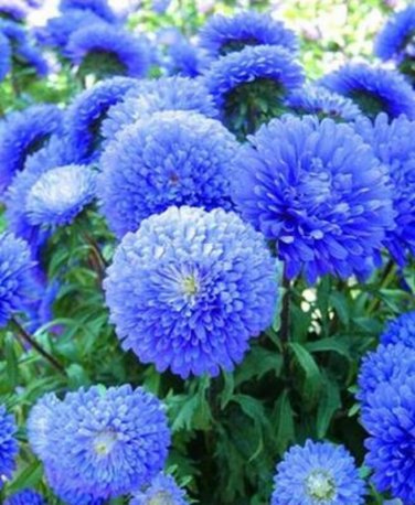 50 Blue Aster Flower Seeds Bloom Flowers Spring Seed Perennial Wildflower