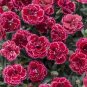 100 Black Cherry Carnation Seeds Dianthus Flowers Seed Flower Perennial