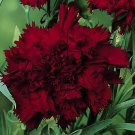 100 Black King Carnation Seeds Dianthus Flowers Seed Flower Perennial