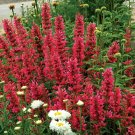 100 Raspberry Hyssop Seeds Agastache Perennial Flower Seed Flowers