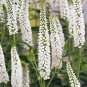 100 White Veronica Seeds Speedwell Royal Candle Flower Perennial Flowers