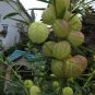20 Butterfly Balls Seeds Perennial Hairy Ball Seed Perennial