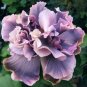 20 Double Gray Purple Seeds Flowers Flower Seed Perennial Bloom