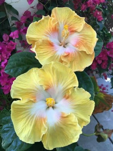 20 Light Yellow White Seeds Flowers Flower Seed Perennial Bloom