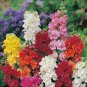 25 Heaven Scent Sweet Pea Seeds Flowers Seed Flower Annual Bee Butterfly