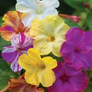 25 Mixed Four O clock Flowers Seeds