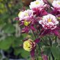 50 Double Maroon White Columbine Seeds Flower Perennial Flowers Seed Bloom