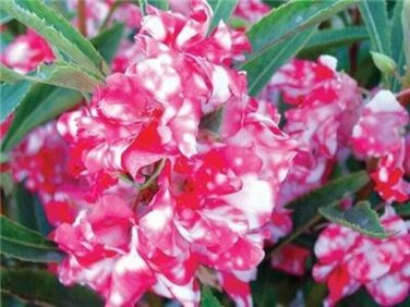 50 Peppermint Stick Impatients Seeds Flower Seed Flowers Annual Bloom