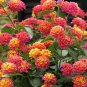 50 Pink Orange Verbena Seeds Flower Seed Flowers Spring Perennial Wildflower