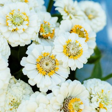 50 Pumila White Zinnia Seeds Zinnia elegans Annual Bloom White Flower Seed