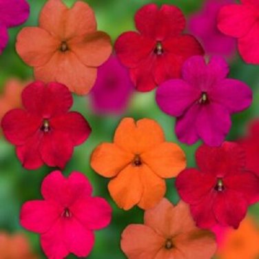 50 Tango Mix Impatients Seeds Flower Seed Flowers Annual Bloom