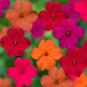 50 Tango Mix Impatients Seeds Flower Seed Flowers Annual Bloom