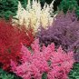 50 White Pink Red Astilbe Seeds Bunter Shade Perennial Garden Flower Seed