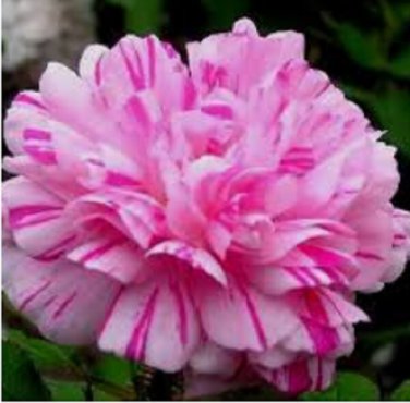100 Double Light Pink White Moss Rose Seeds Perennial Flowers Seed