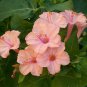 25 Salmon Four O clock Flowers Seeds