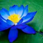 5 Bright Blue Lotus Seeds Nelumbo nucifera Flowering Blooms Hardy Tropical