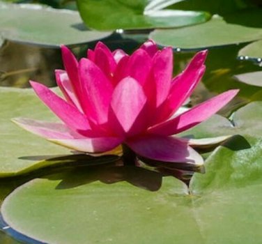 5 Bright Pink Water Lily Seeds Nymphaea spp Flowering Blooms Hardy Tropical