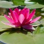 5 Bright Pink Water Lily Seeds Nymphaea spp Flowering Blooms Hardy Tropical