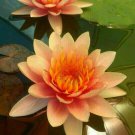 5 Orange Yellow Lotus Seeds Nelumbo nucifera Flowering Bloom Hardy Tropical
