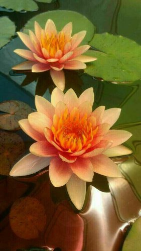5 Orange Yellow Lotus Seeds Nelumbo nucifera Flowering Bloom Hardy Tropical