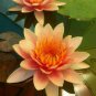 5 Orange Yellow Lotus Seeds Nelumbo nucifera Flowering Bloom Hardy Tropical