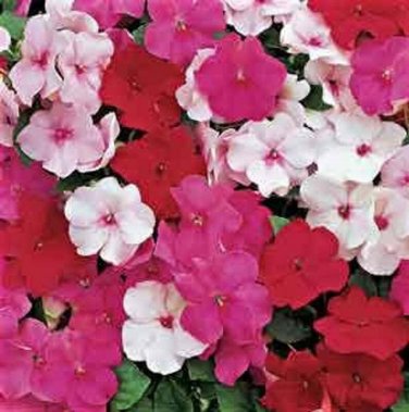 50 Peppermint Mix Impatients Seeds Flower Seed Flowers Annual Bloom