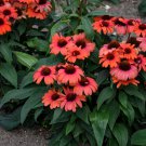 50 Tanager Cone flower seeds Echinacea Flower Perennial Bloom Flowers Seed