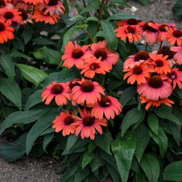 50 Tanager Cone flower seeds Echinacea Flower Perennial Bloom Flowers Seed