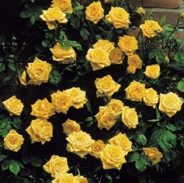 10 Climbing Yellow Rose Seeds Flower Bush Perennial Bloom Shrub Flower Seed