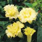 10 DBL Golden Queen Angel Trumpet Seeds Flowers Seed Brugmansia Datura