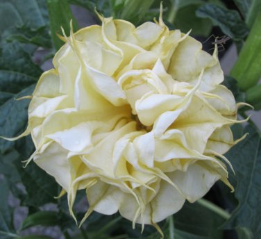 10 DBL Lemon Rose Angel Trumpet Seeds Flowers Seed Brugmansia Datura