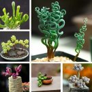 Mixed Rare Succulent Plant Seeds, 100pcs/pack
