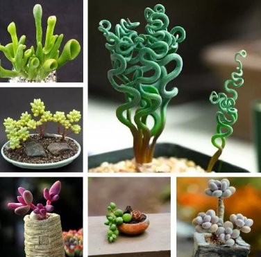 Mixed Rare Succulent Plant Seeds, 100pcs/pack