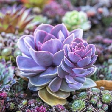 purple Lithops bonsai Living Stones Flower Succulent Cactus 100pcs/pack