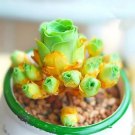 rose green Lithops bonsai Living Stones Flower Succulent Cactus 100pcs