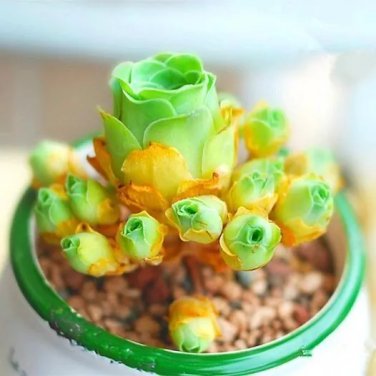 rose green Lithops bonsai Living Stones Flower Succulent Cactus 100pcs