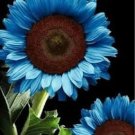 50PCs/Pack Midnight Oil Blue Sunflower Seeds