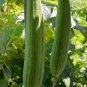 30pcs Super Long Luffa Gourd Seeds