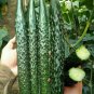 60pcs Asian Suyo Long Cucumber Seeds