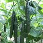 60pcs Asian Suyo Long Cucumber Seeds